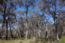 eucalypt forest, blue mountains