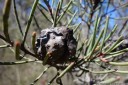 serotinous seed pods protect the seeds and only open after long drought or bushfires
