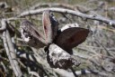 serotinous seed pods protect the seeds and only open after long drought or bushfires