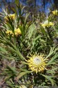 broad-leaf drumsticks (isopogon anemonifolius). 2012-10-27 12:37:34, DSC-RX100.