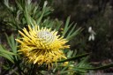 broad-leaf drumsticks (isopogon anemonifolius). 2012-10-27 12:41:14, DSC-RX100.