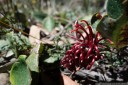 laurel-leaf spider flower (grevillea laurifolia), endemic to the blue mountains. 2012-10-27 12:47:08, DSC-RX100.