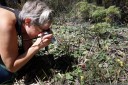 amy photographs grevillea laurifolia. 2012-10-27 12:47:23, DSC-RX100.