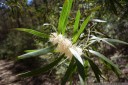 hakea laevipes?. 2012-10-27 01:20:34, DSC-RX100.