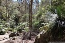 grass trees and tree ferns, wollemi national park