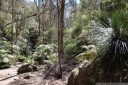 grass trees and tree ferns, wollemi national park. 2012-10-27 01:36:35, DSC-RX100.