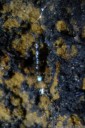 glow worms (arachnocampa richardsae larvae) use bioluminescence to attract insects. 2012-10-27 01:44:29, DSC-RX100.