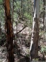 find the superb lyrebird (menura novaehollandiae, female)