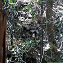 the superb lyrebird (menura novaehollandiae, female). 2012-10-28 02:33:42, .