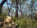 termite mound, wollemi national park. 2012-10-27 03:16:39, Galaxy Nexus.