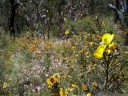 springtime in a eucalypt forest