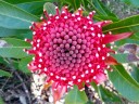 waratha (telopea speciosissima), floral emblem of new south wales. 2012-10-27 04:31:02, Galaxy Nexus.