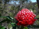 waratha (telopea speciosissima), floral emblem of new south wales. 2012-10-27 04:31:17, Galaxy Nexus.