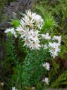 pink swamp heath (sprengelia incarnata)