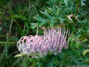 grevillea acanthifolia ssp. acanthifolia, endemic to the blue mountains