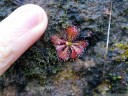 common sundew (drosera spathulata)
