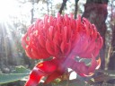 waratha (telopea speciosissima), floral emblem of new south wales. 2012-10-27 07:20:42, Galaxy Nexus.