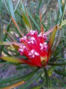 mountain devil (lambertia formosa) [honey flower]. 2012-10-27 07:36:47, Galaxy Nexus.