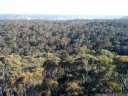 eucalyptus, as far as the eye can see. 2012-10-27 07:42:08, Galaxy Nexus.