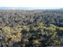 eucalyptus, as far as the eye can see