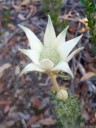 flannel flower (actinotus helianthi). 2012-10-27 07:48:33, Galaxy Nexus.