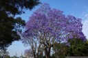 blue jacaranda (jacaranda mimosifolia). 2012-11-04 09:00:36, DSC-RX100.