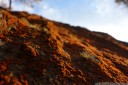 lichen landscape. 2012-11-04 07:36:21, DSC-RX100.