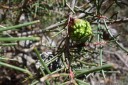 massively serotinous fruits protect the seeds from fire