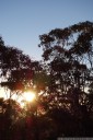 eucalyptus sunset, mt piddington, blue mountains