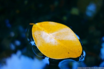 the prettiest yellow leaf ever, floating in a calm blue pool at emmagen creek.