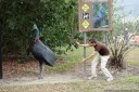 cassowary stalking for beginners