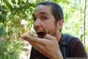 do stick insects taste like sticks? (photo: danielle creek)