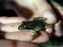 striped marsh frog (limnodynastes peroni)