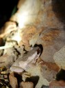 perfect camouflage -  little grey frog with reddish eyes and yellow thighs