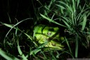 green tree frog couple (litoria caerulea). 2013-01-30 12:03:13, DSC-RX100.