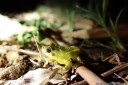 whirring tree frog (litoria revelata)