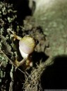 peron's tree frog (litoria peroni)