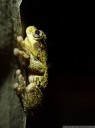 peron's tree frog (litoria peroni). 2013-01-30 12:44:05, DSC-RX100.