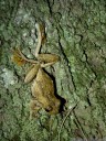 peron's tree frog (litoria peroni). 2013-01-30 12:58:18, DSC-RX100.