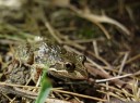 spotted marsh frog (limnodynastes tasmaniensis). 2013-01-30 12:59:34, DSC-RX100.