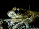 peron's tree frog (litoria peroni), face detail