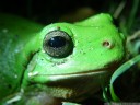 green tree frog (litoria caerulea), face detail