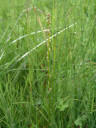 marsh arrowgrass (triglochin palustre). 2011-07-03 01:52:38, DSC-F828.