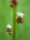 marsh arrowgrass (triglochin palustre), flower closeup. 2011-07-03 01:59:14, PENTAX Optio W60.