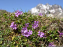 in all of austria, the entire-leaved primrose (primula integrifolia) only occurs in the fimba valley (fimbatal). 2011-07-04 11:52:39, DSC-F828.