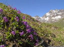 im österreich kommt die ganzblättrige primel (primula integrifolia) nur im fimbatal vor || foto details: 2011-07-04 11:55:34, fimbatal, austria, DSC-F828.