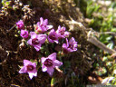 purple mountain saxifrage (saxifraga oppositifolia) - the highest-occuring alpine plant grows on altitudes of 4000+ meters, and in latitudes of 80+ degrees. 2011-07-04 12:03:26, DSC-F828. keywords: aupilaktunnguaq