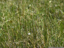 arktische binse (juncus arcticus) || foto details: 2011-07-04 12:17:10, fimbatal, austria, DSC-F828.