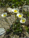 alpine buttercup (ranunculus alpestris). 2011-07-04 12:45:20, DSC-F828.