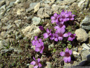 purple mountain saxifrage (saxifraga oppositifolia) - the highest-occuring alpine plant grows on altitudes of 4000+ meters, and in latitudes of 80+ degrees